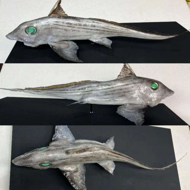 OGAWA-ART | オガワアートコレクション – 記録魚、記念魚の魚類剥製に定評あるオガワアートコレクション。特殊魚、希少魚、国内外博物館・推測感の 剥製を得意とします。リュウグウノツカイ剥製、メガマウスの魚類剥製、豊富な実績など、当サイトでその実力をご確認ください。