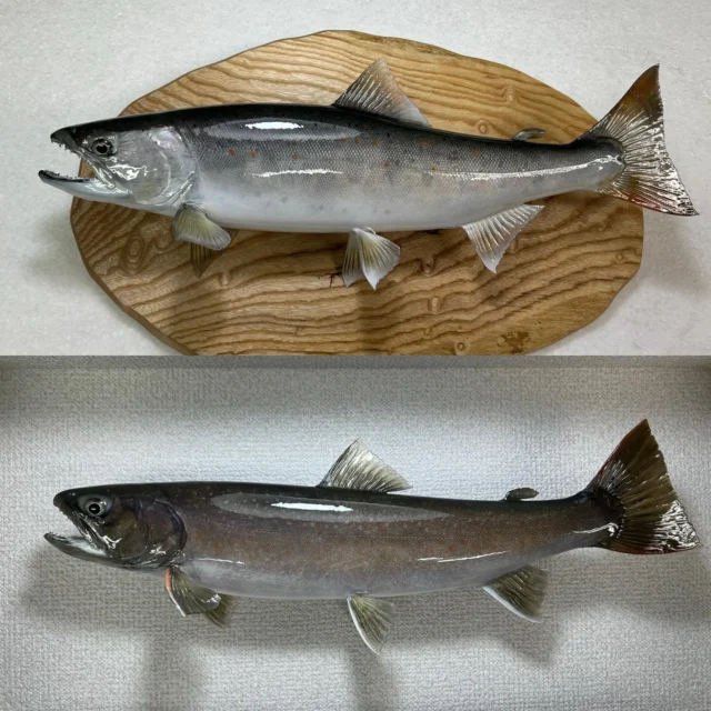OGAWA-ART | オガワアートコレクション – 記録魚、記念魚の魚類